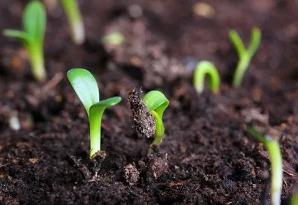 Как да растат праскова от камък кацане технология, видео и снимки