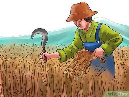 Как да расте ориз