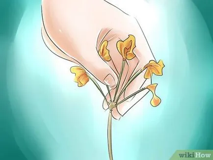 Как да расте рододендрон