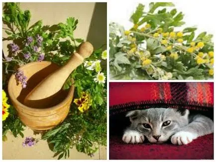 Как да донесе бълхи при котките, отколкото да дава (да се измие, помаже, трева, да се занимават) на животните и напълно