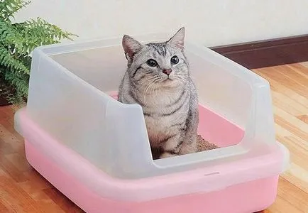 Как да се грижим за една котка е заслужава да се знае!