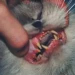 Котки котешки калицивирус симптоми, лечение, диагностика, клинична картина, ветеринарна служба