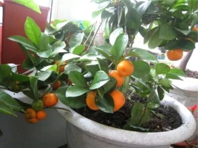 Каламондин Citrus грижи у дома, разсаждане и торове