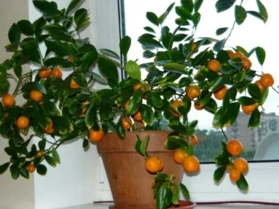Каламондин Citrus грижи у дома, разсаждане и торове