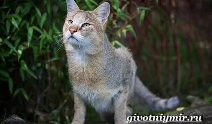 джунгла котка