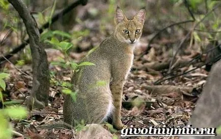 джунгла котка