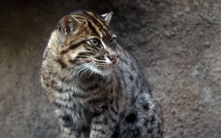 Jungle вид котка, поведението, храненето и съдържание
