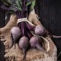 Защо мечтата на куче, куче е сън книга мечта