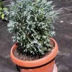 Cypress дом как да се грижим