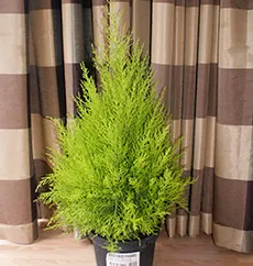 Cypress грижи у дома