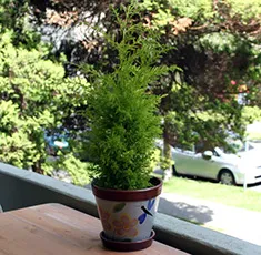 Cypress грижи у дома