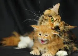 Защо мечтата на котки и котенца