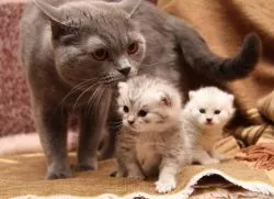 Защо мечтата на котки и котенца