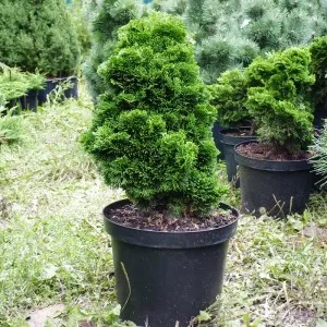Cypress домашни грижи, размножаване и Пресаждането тънкости, болести и вредители (снимка)