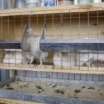 Клетки за пилета с ръцете си Съвети за производство, размери и чертежи