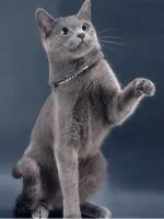 Кейдж за котки