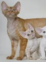 Кейдж за котки