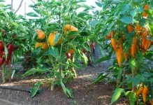 Когато растенията чушки и домати в оранжерия могат да бъдат разтворени в оранжерия, домати и патладжани растителна