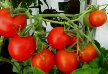 Когато растенията чушки и домати в оранжерия могат да бъдат разтворени в оранжерия, домати и патладжани растителна