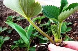 Strawberry засаждане и грижи