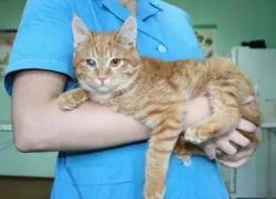 Когато котката могат да бъдат кастрирани
