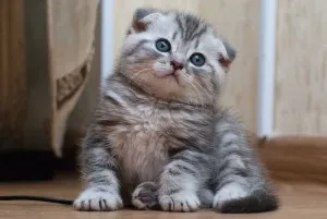 Прякори (и) да се прибират котки и котки
