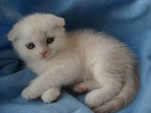 Прякори (и) да се прибират котки и котки
