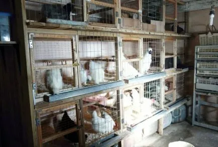 В клетъчното съдържание на кокошките носачки у дома (клетка съдържанието на пиле кокошките носачки у дома) В клетъчното съдържание на кокошките носачки у дома