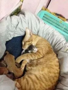 Feline партньор раждане