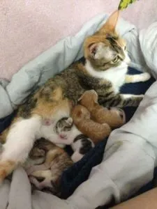 Feline партньор раждане