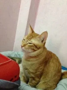 Feline партньор раждане