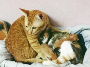 Feline партньор раждане