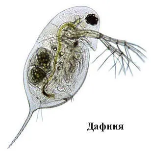 Риба храна и колко да се хранят