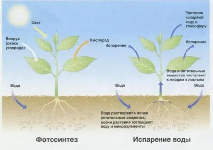 Саксийни растения произвеждат кислород или взети