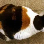 Котката в дома на вярвания и суеверия хората, сиво, черно, червено, бяло, традиции и обичаи, kotizm