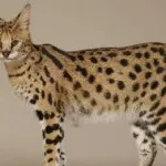Котка като леопард като порода, наречена леопардови пискюли на ушите, цена, оцветяване, (котка големи уши) Котка като леопард като порода, наречена леопардови пискюли на ушите, цена, цвят,