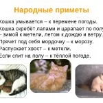 Котката в дома на вярвания и суеверия хората, сиво, черно, червено, бяло, традиции и обичаи, kotizm