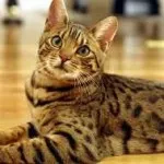Котка като леопард като порода, наречена леопардови пискюли на ушите, цена, оцветяване, (котка големи уши) Котка като леопард като порода, наречена леопардови пискюли на ушите, цена, цвят,