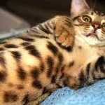 Котка като леопард като порода, наречена леопардови пискюли по ушите, цена, оцветяване, (котка) Котка като леопард като порода, наречена леопардови пискюли на ушите, цена, цвят,