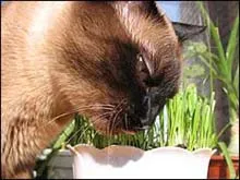 Котки и стайни растения