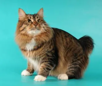 Котки Курилските Bobtail характер, характеристики на породата, екстериор, снимка (котки) Котки Курилските бобтейл характер, порода характеристики, екстериор, снимки