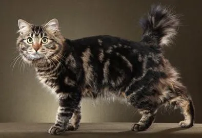 Котки Курилските Bobtail характер, характеристики на породата, екстериор, снимка (характер) Котки Курилските бобтейл характер, порода характеристики, екстериор, снимки