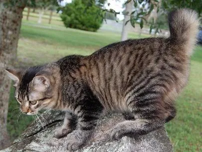 Котки Курилските Bobtail характер, характеристики на породата, екстериор, снимка (реверанс) Котки Курилските бобтейл характер, порода характеристики, екстериор, снимки