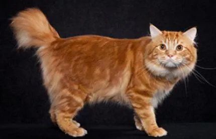 Котки Курилските Bobtail характер, характеристики на породата, екстериор, снимка (реверанс) Котки Курилските бобтейл характер, порода характеристики, екстериор, снимки