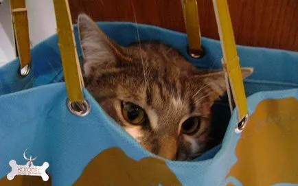 Cat и устройство без паника и стрес