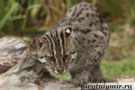 риболов котка