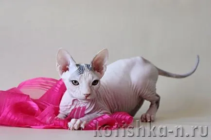 Peterbald котка порода - Сфинкса Петербург, 30 снимки и описания