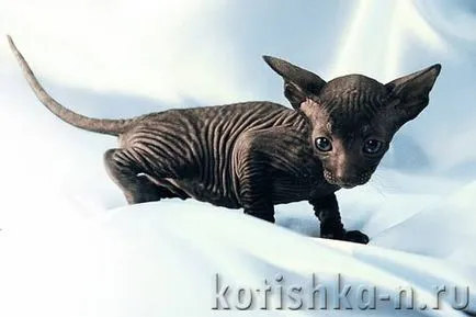 Peterbald котка порода - Сфинкса Петербург, 30 снимки и описания