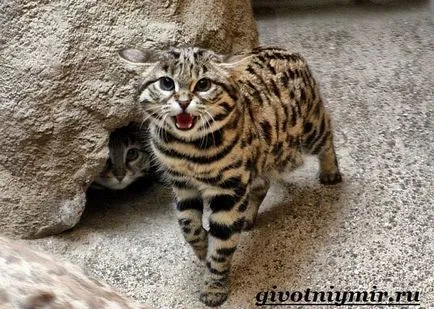 риболов котка