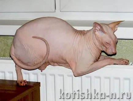 Peterbald котка порода - Сфинкса Петербург, 30 снимки и описания
